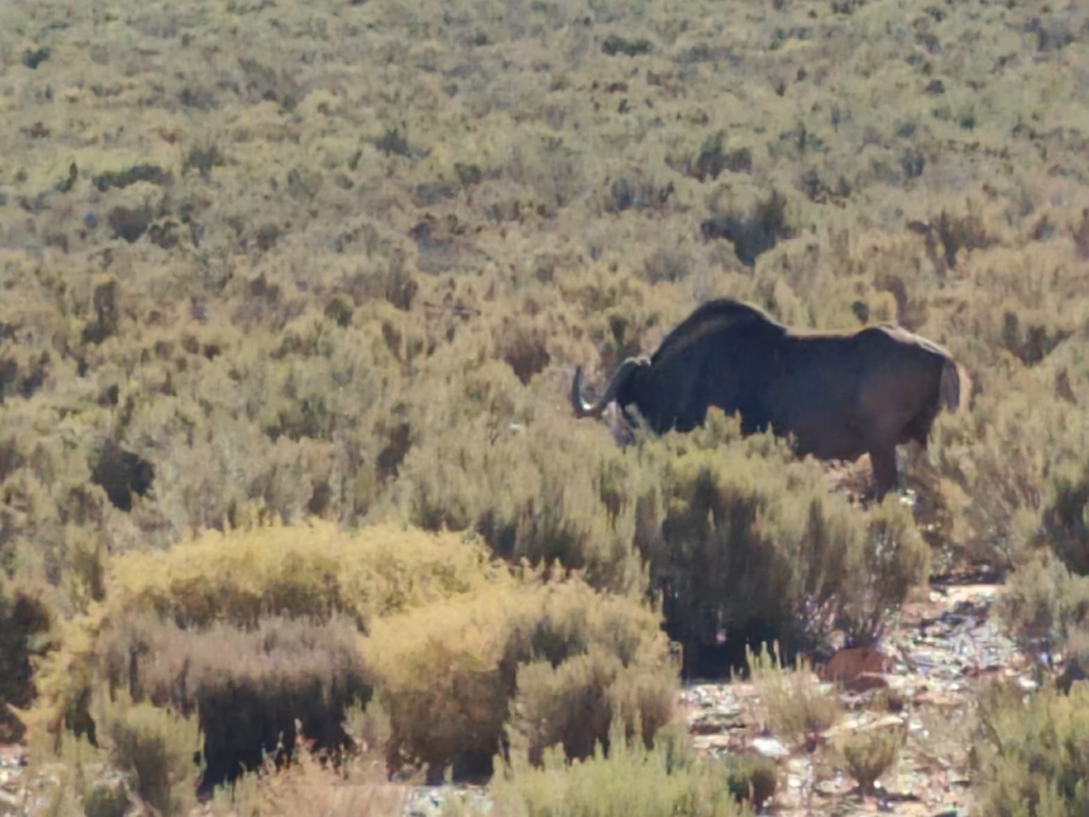 Aquila Game Reserve - Safari 68